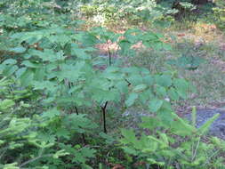 Image of American spikenard