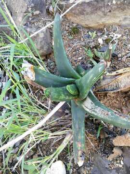 Image of Gasteria excelsa Baker