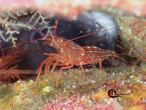 Image of Mediterranean cleaner shrimp