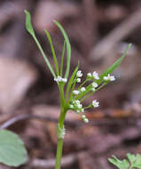 Pternopetalum tanakae (Franch. & Sav.) Hand.-Mazz.的圖片