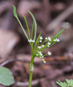 Pternopetalum tanakae (Franch. & Sav.) Hand.-Mazz.的圖片