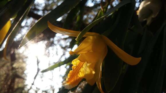 Image of Daffodil orchid