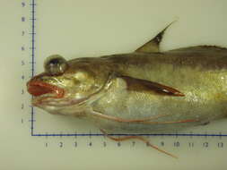 Image of White hake