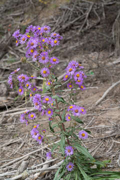 Image of Dieteria bigelovii (A. Gray) D. R. Morgan & R. L. Hartman