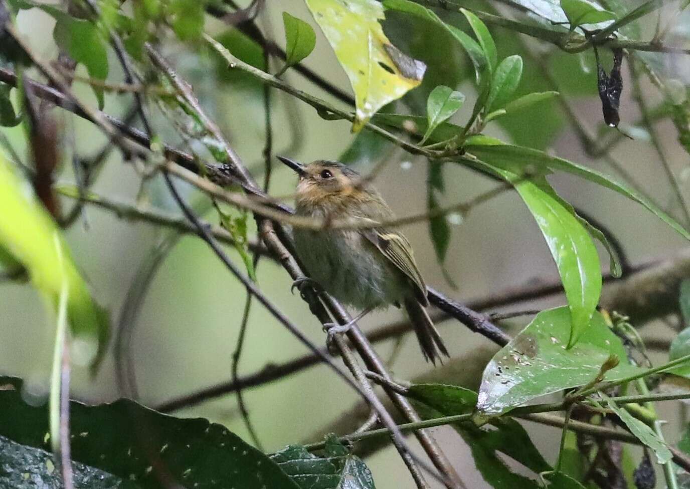 Image of Ochre-faced Tody-Flycatcher