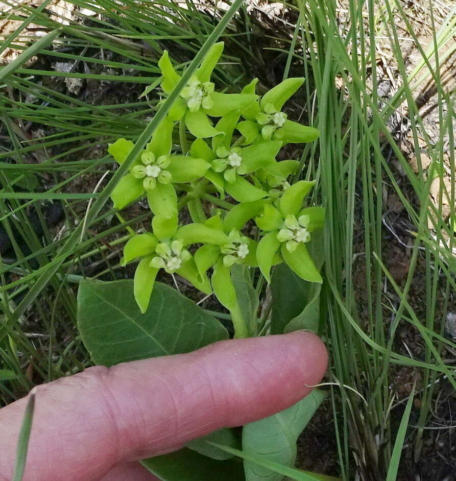 Image of Asclepias dregeana Schltr.