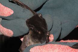 Image of Gould's Wattled Bat