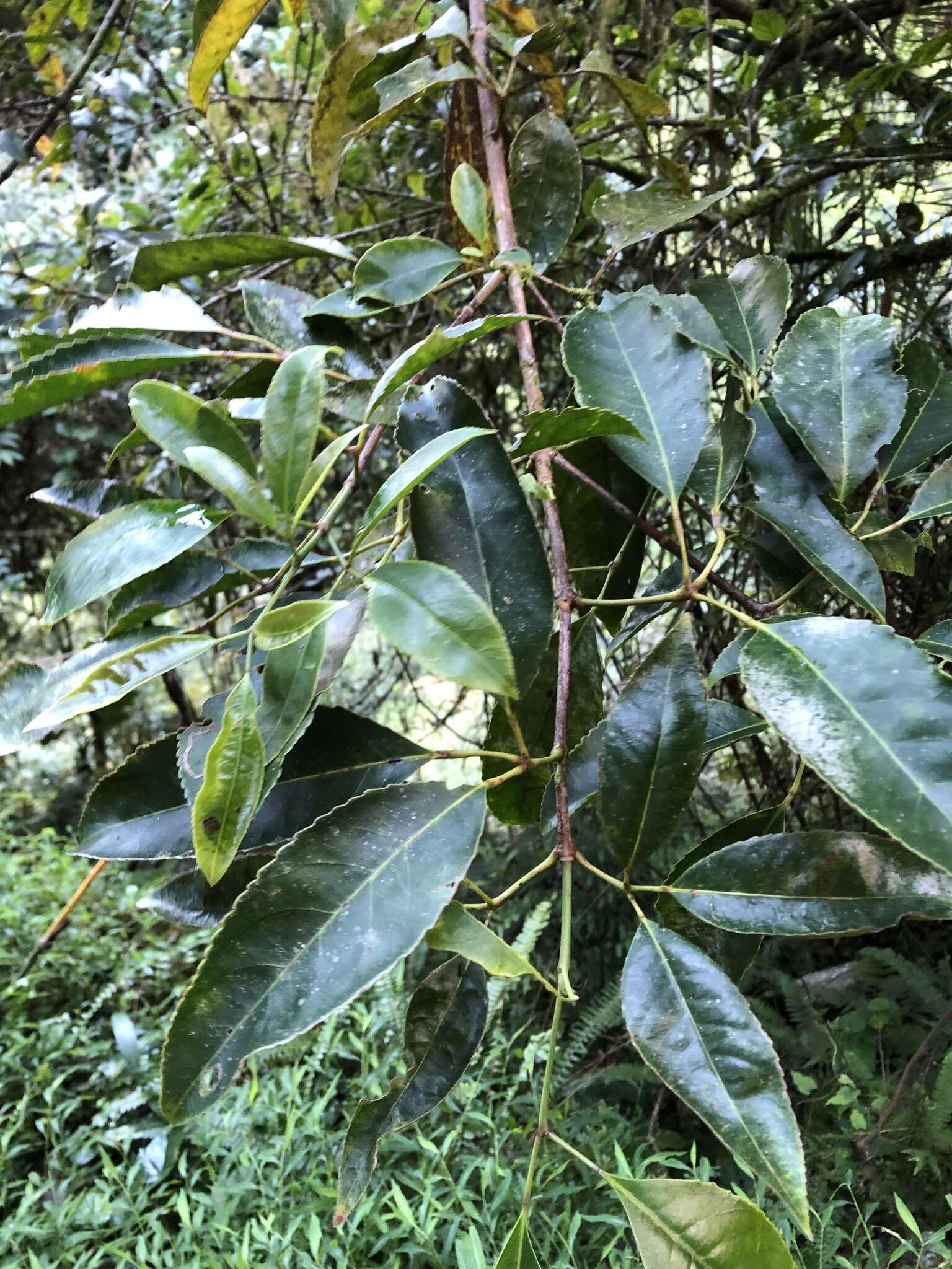 Слика од Lithocarpus corneus (Lour.) Rehder