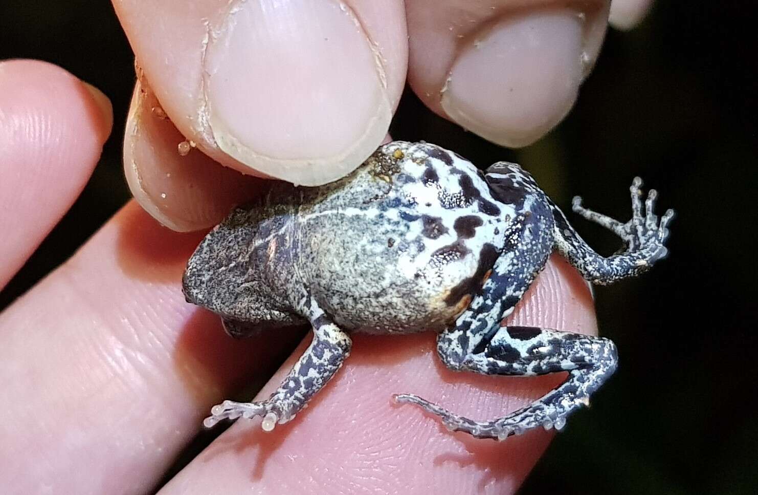 Image of Peters’ Dwarf Frog