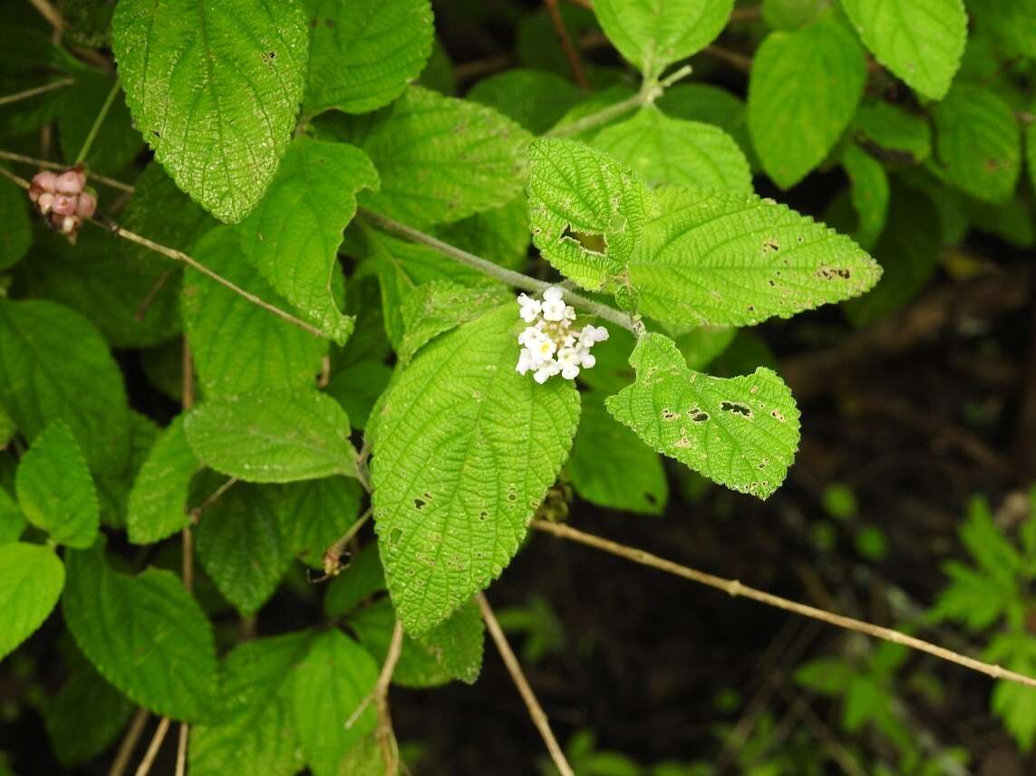 Image of Lantana hirta Graham