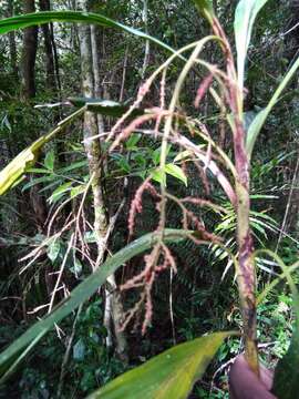 Image of Dypsis hildebrandtii (Baill.) Becc.