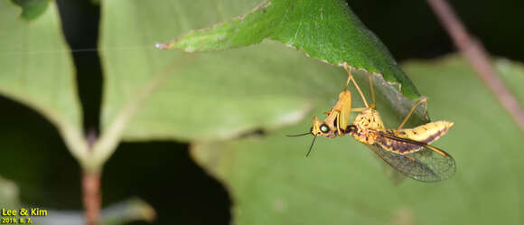 Image of Mantispa japonica McLachlan 1875