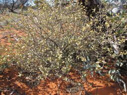 Image of Solanum orbiculatum Dun.