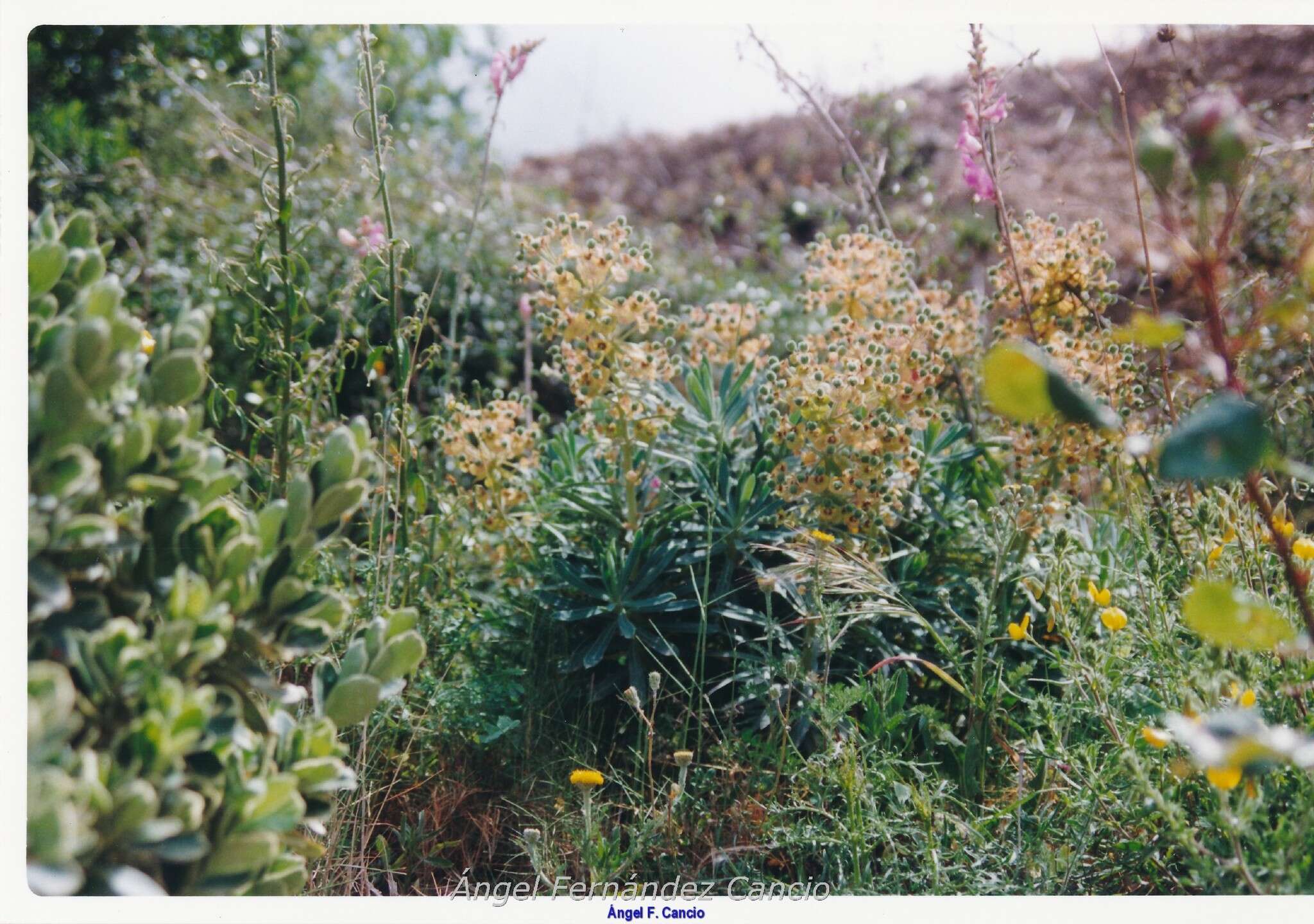 Image of Antirrhinum controversum Pau