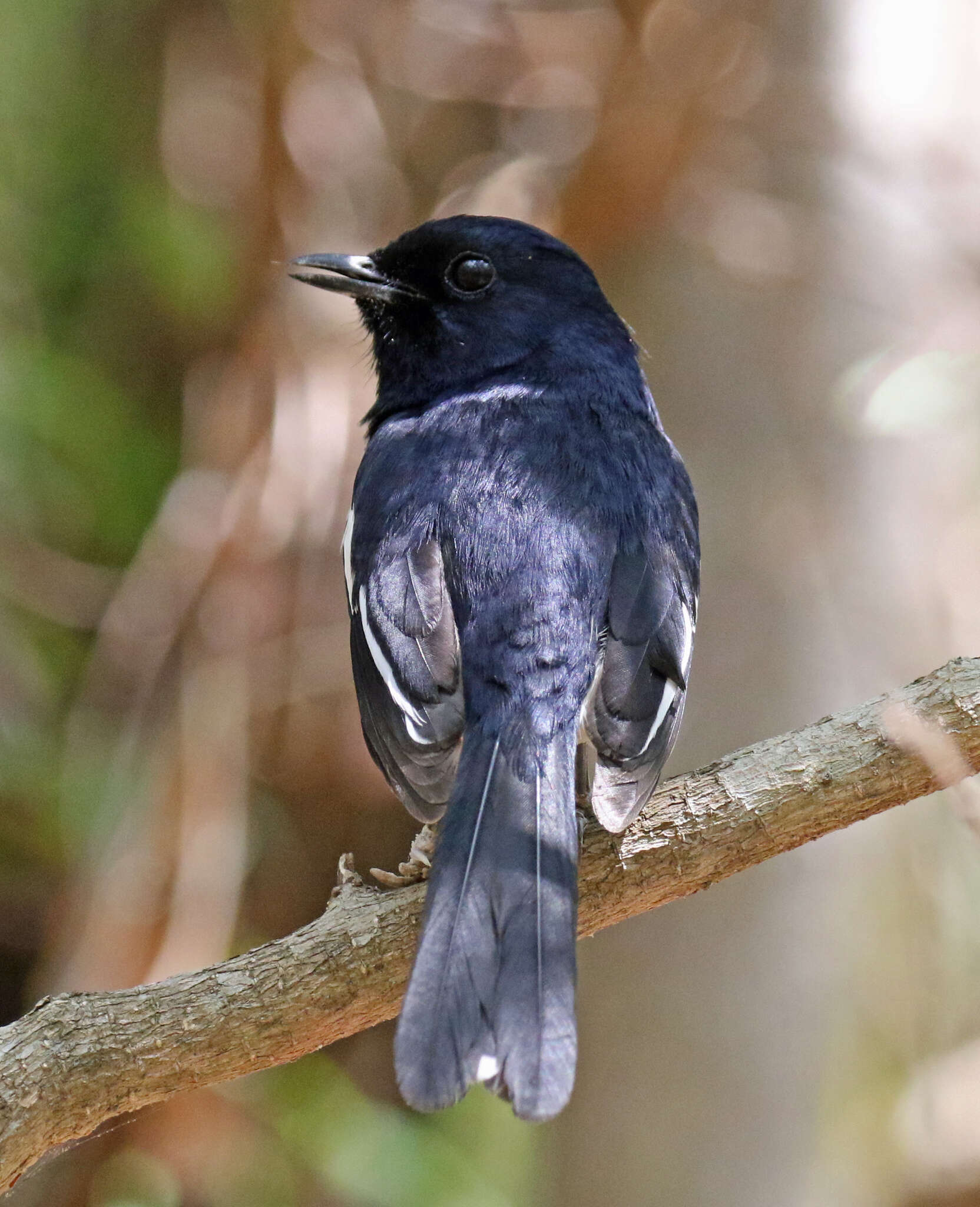 Image of Madagascan Magpie-Robin