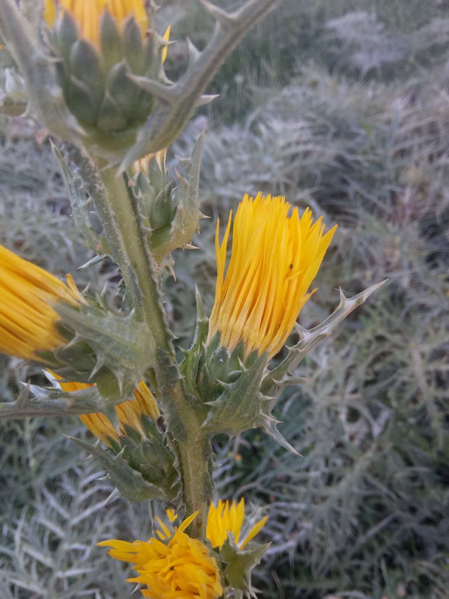 Image of Scolymus grandiflorus Desf.