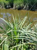 Image of Eryngium pandanifolium Cham. & Schltdl.