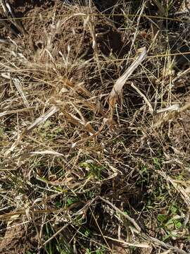 Image of slender panicgrass