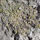 Image de Arenaria digyna Willd. ex Schltdl.