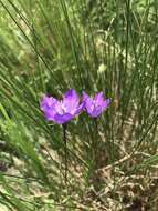 Image of Parry's bellflower