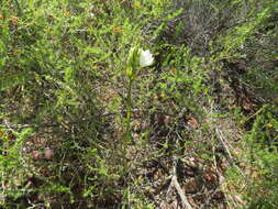 Image of Hawekwas Summerpipe