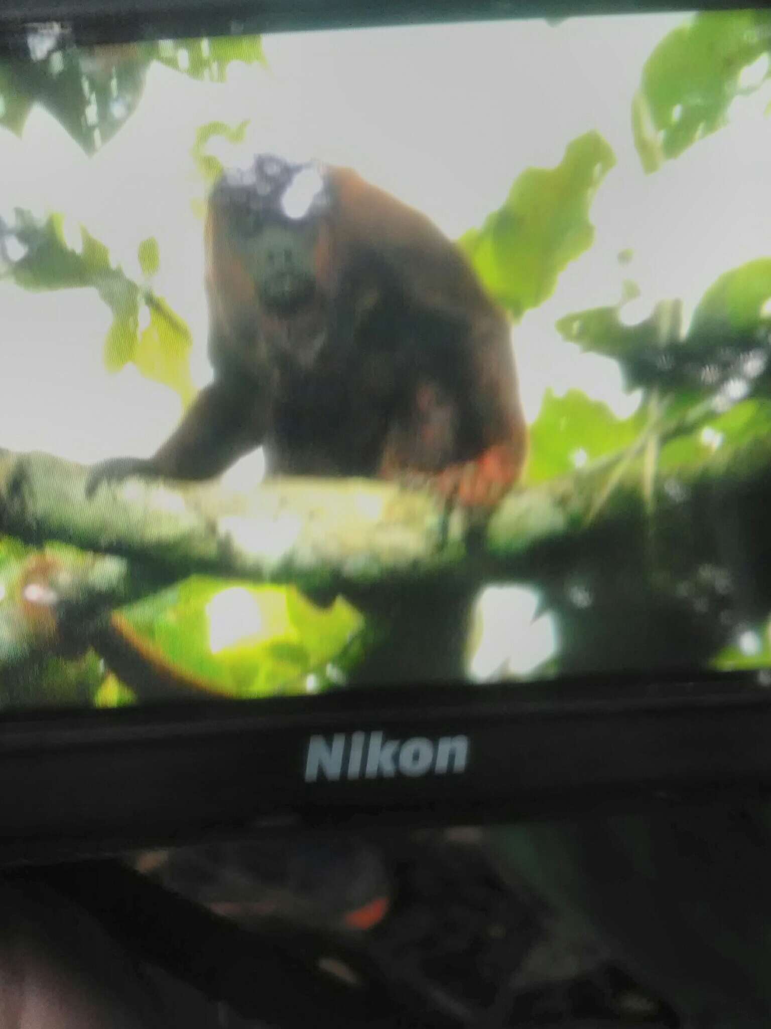 Image of Colombian Red Howler Monkey