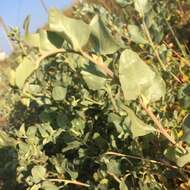 Image of saltbush