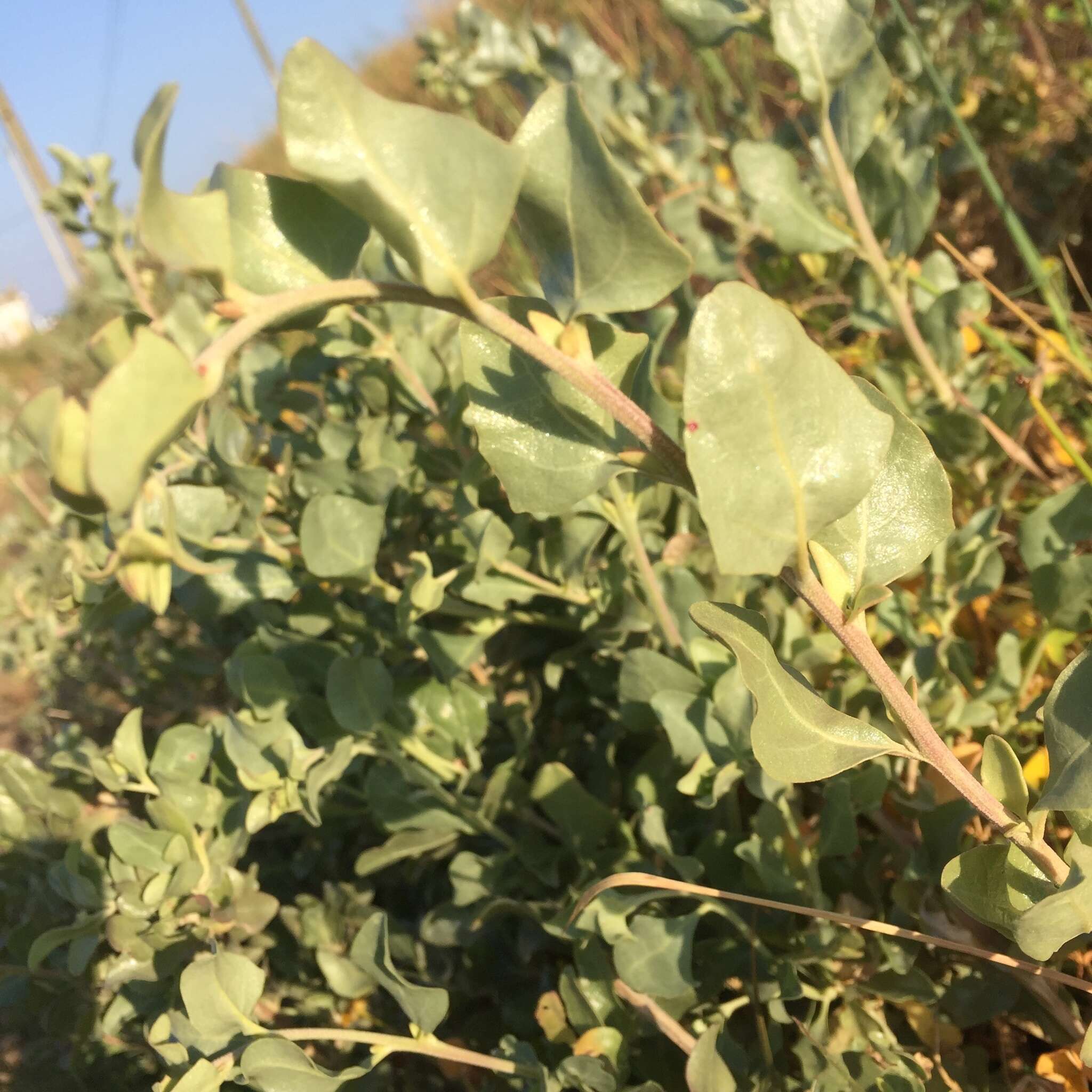 Image of saltbush