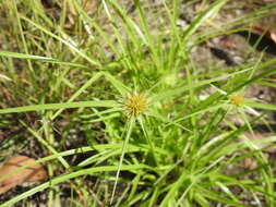 Image of Rhynchospora heterochaeta S. T. Blake