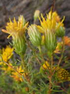 صورة Pteronia cederbergensis A. Bello, Magee & Boatwr.