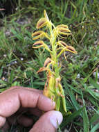 Image of tropical widelip orchid