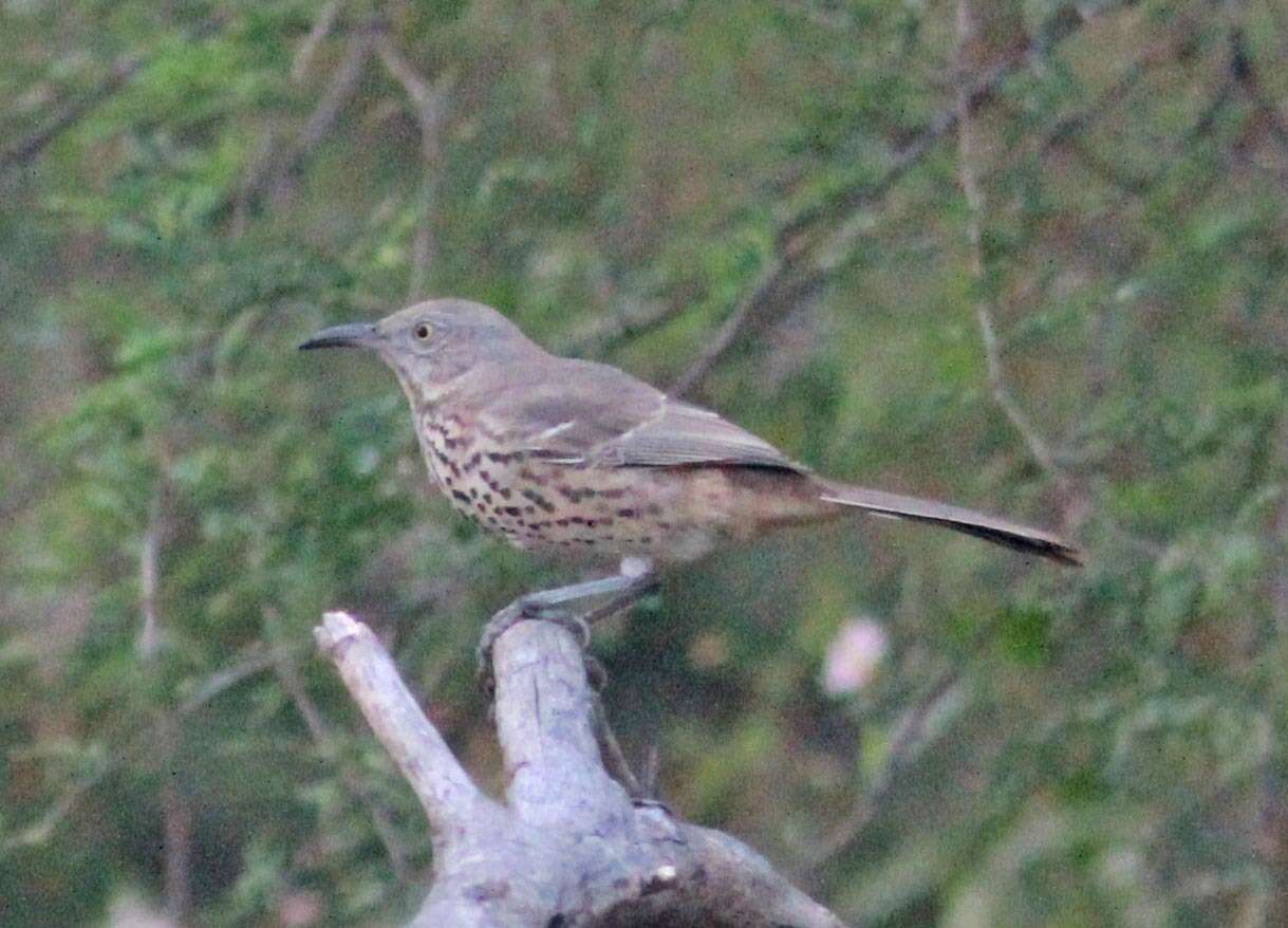 Image of Gray Thrasher