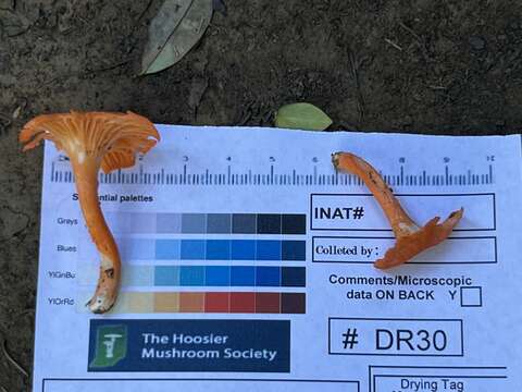 Image of Cantharellus corallinus Buyck & V. Hofst. 2016