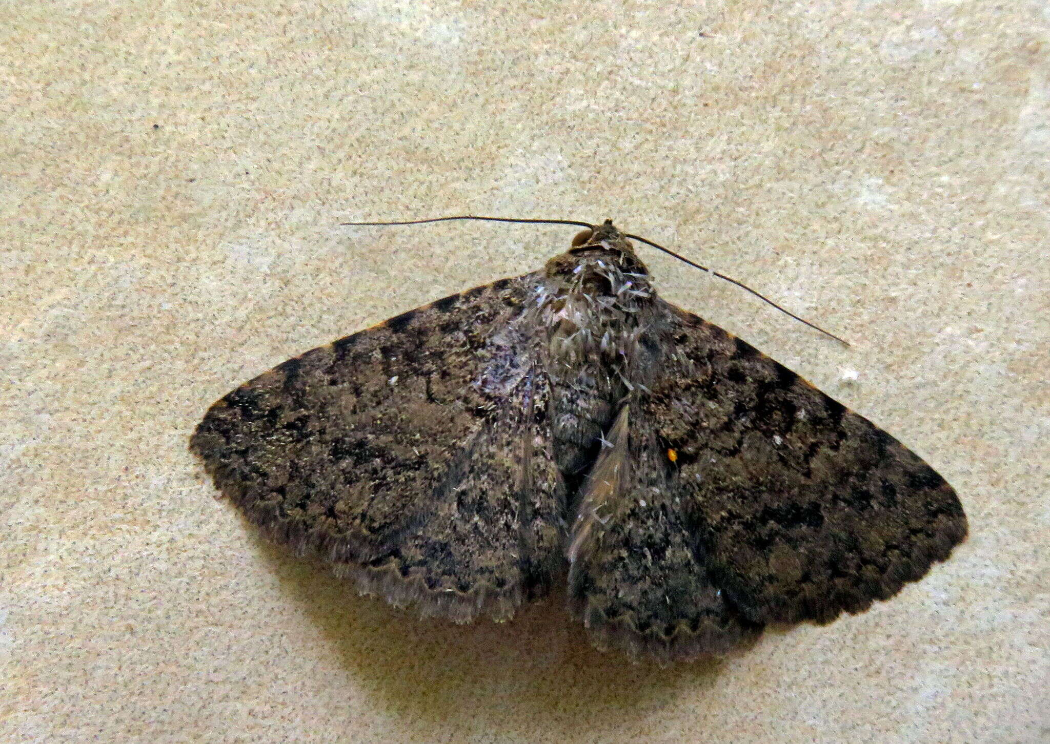 Image of Monkeypod moth