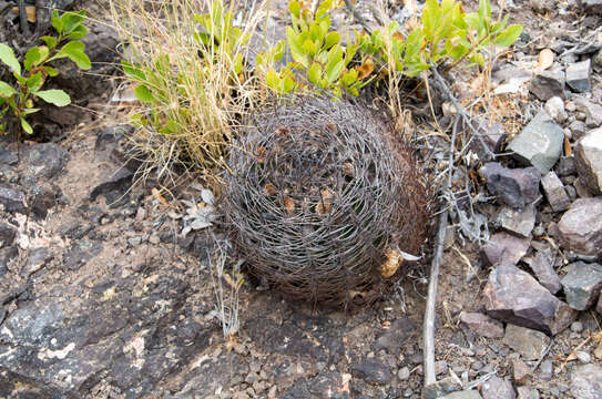 Image of Eriosyce curvispina (Bertero ex Colla) Katt.