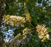 Plancia ëd Erythrophleum lasianthum Corbishley