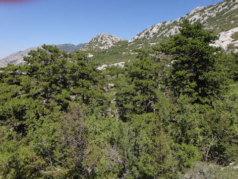 Image of Pinus nigra subsp. dalmatica (Vis.) Franco