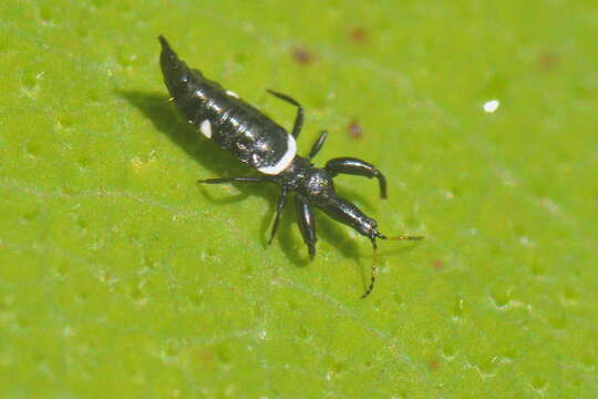 Image of Compsothrips