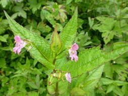 Impatiens chungtienensis Y. L. Chen resmi