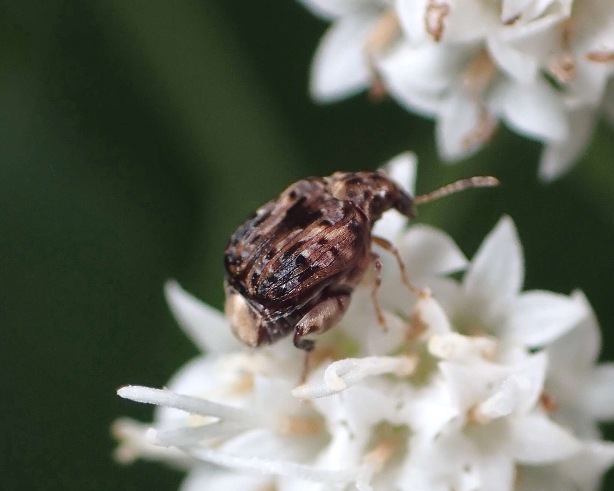 Image of Redbud Bruchid