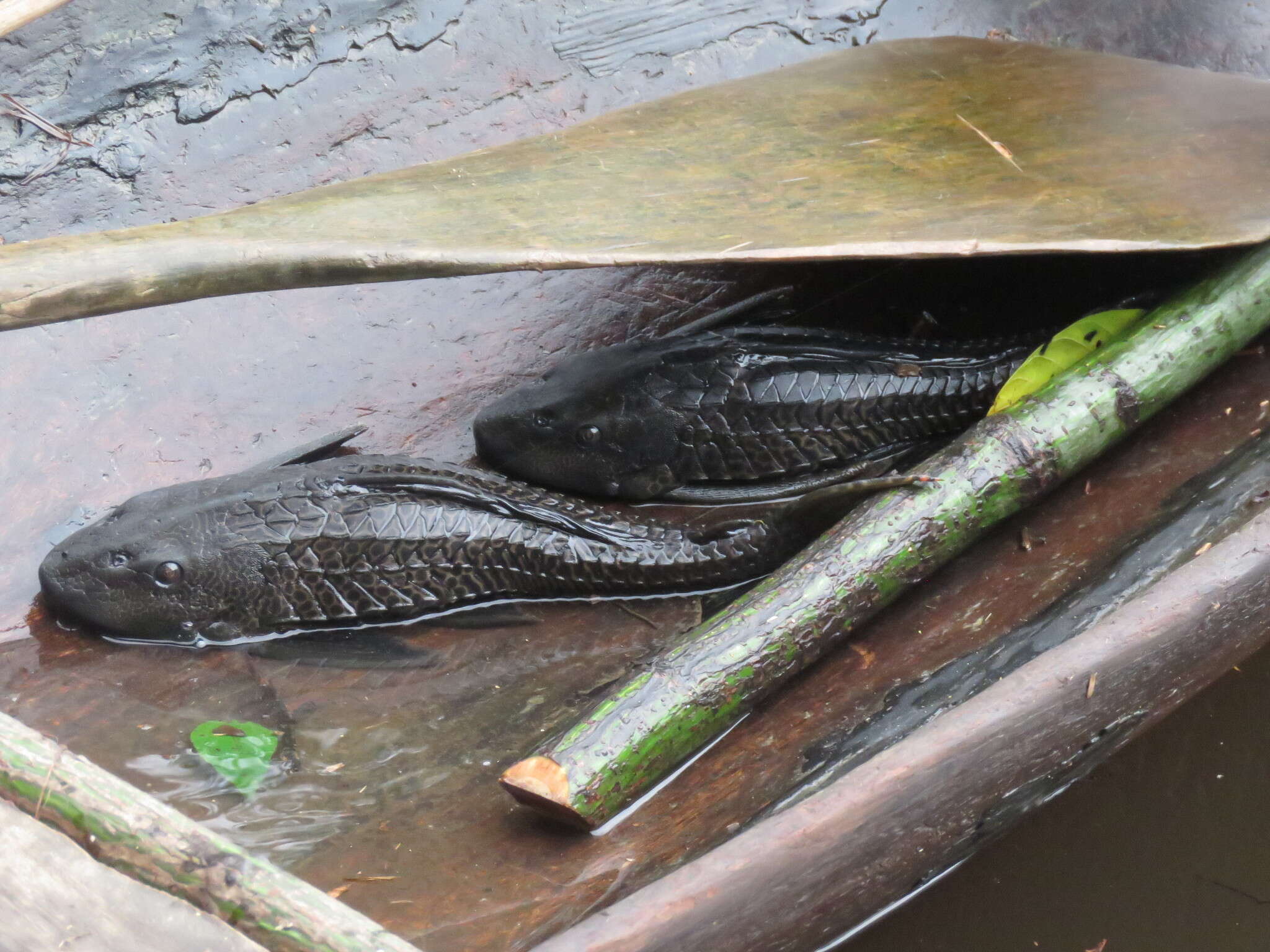 Image of Amazon sailfin catfish