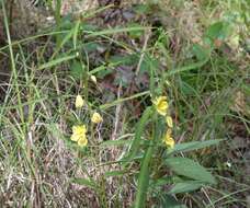 Image of Chamaecrista nomame (Sieber) H. Ohashi