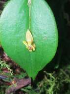 Image of Lepanthes contingens Luer