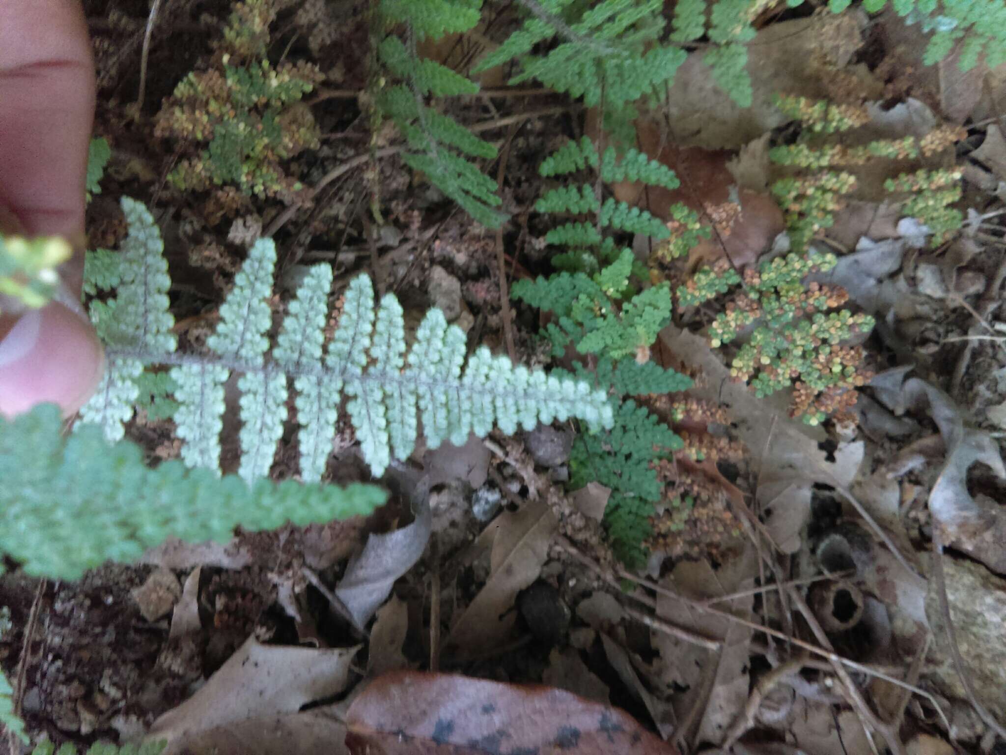 Image of Myriopteris myriophylla (Desv.) J. Sm.