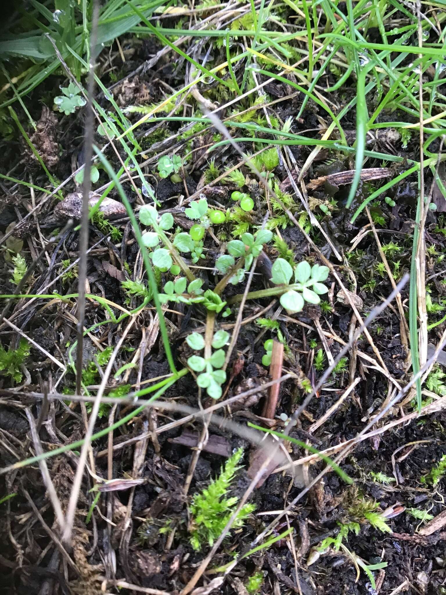 Image of Macoun's meadowfoam