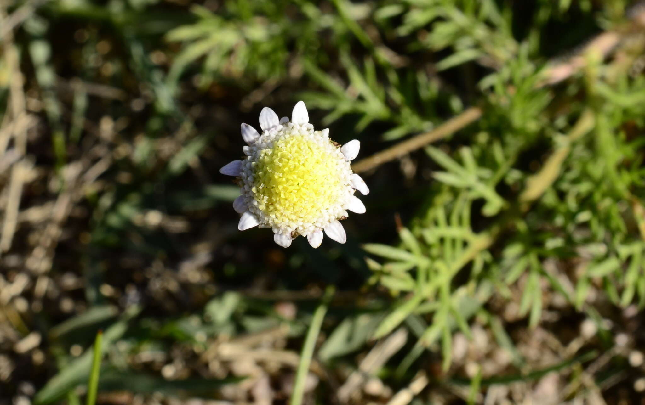 Image of Goose daisy