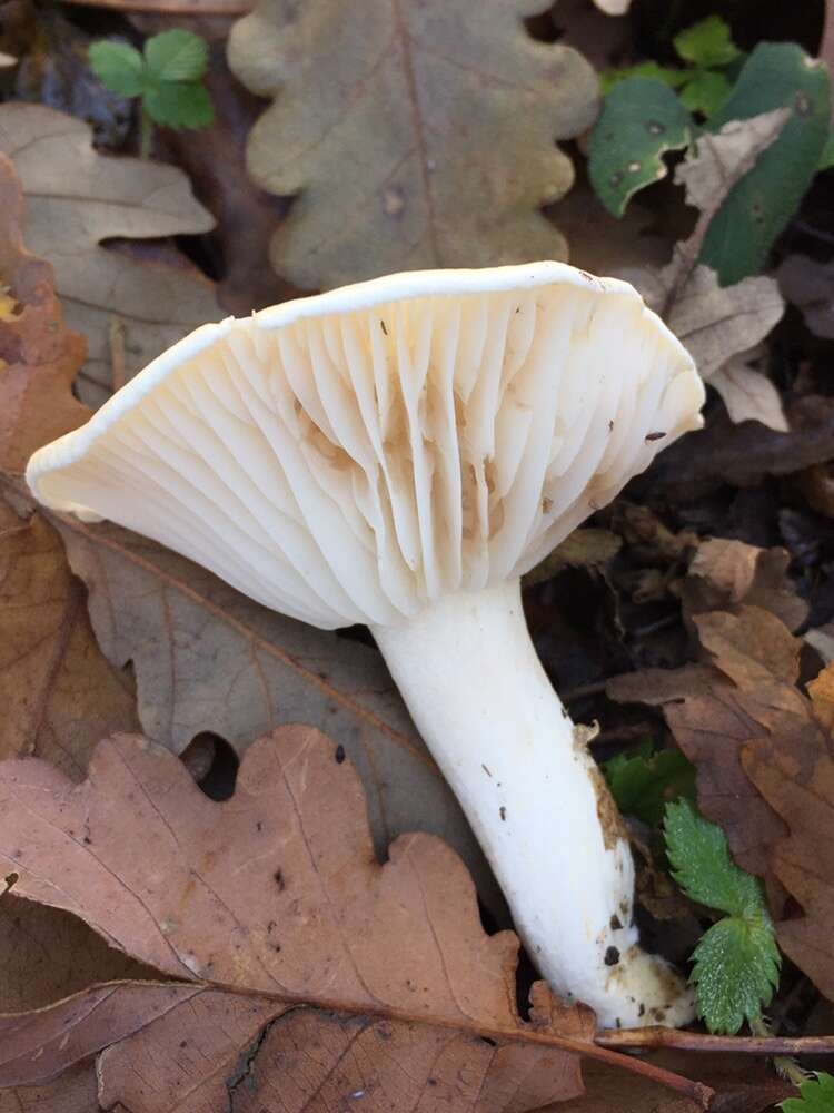 Image of Hygrophorus arbustivus Fr. 1836