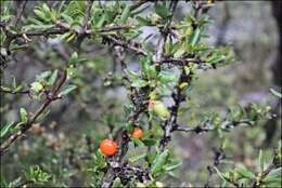 Image of Coprosma nitida Hook. fil.