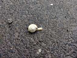 Image of Kentish gardensnail