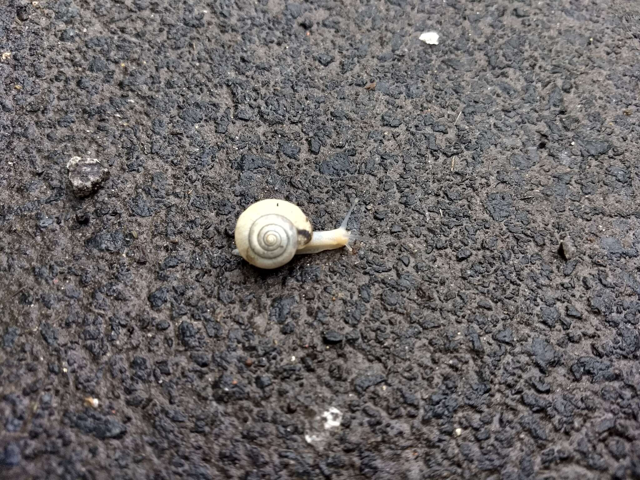 Image of Kentish gardensnail